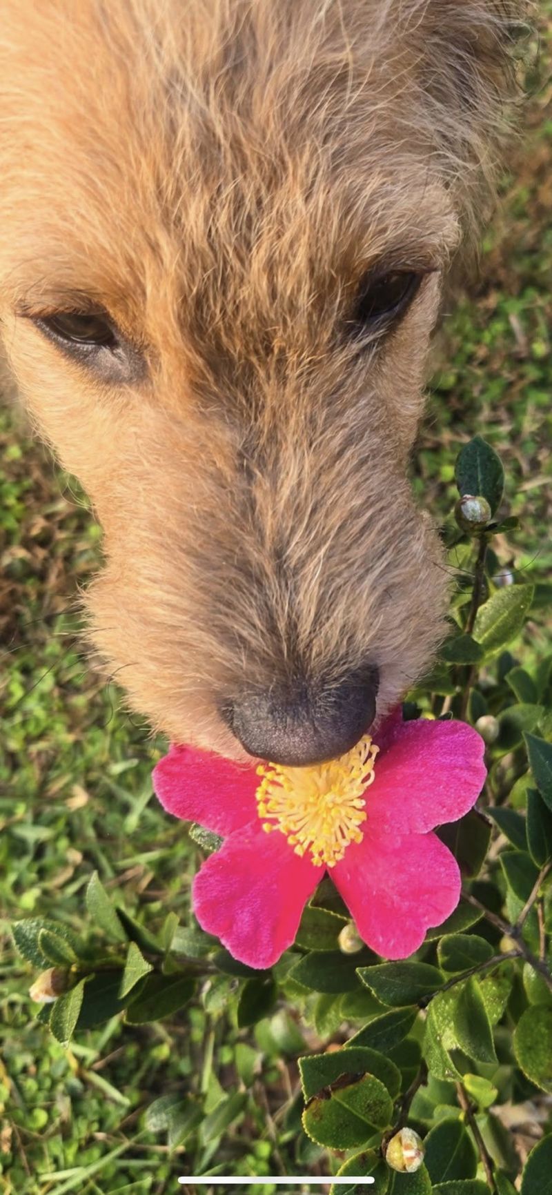 Image for the Tweet beginning: gm - is eating them,